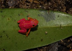 Brachycephalus pitanga