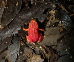 Brachycephalus pitanga