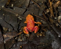 Brachycephalus pitanga