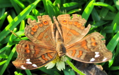 Junonia natalica natalica