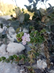 Lippia rotundifolia