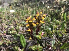 Pedicularis flammea