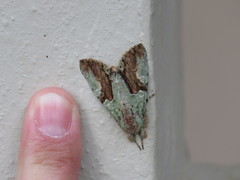 Stauropides persimilis