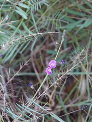 Tephrosia vicioides