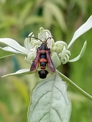 Synanthedon sapygaeformis