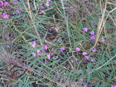 Tephrosia vicioides