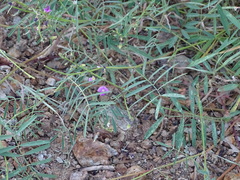 Tephrosia vicioides