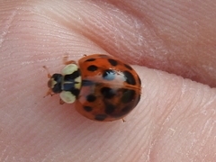 Harmonia axyridis