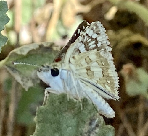 iNaturalist observation photo of New World Checkered-Skippers