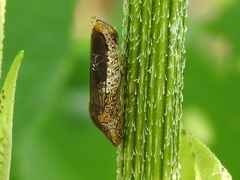 Homalodisca vitripennis