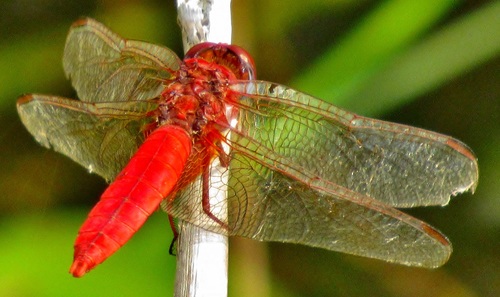 Broad Scarlet, photo 5 of 8