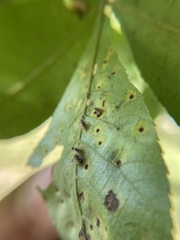 Caryomyia albipilosa