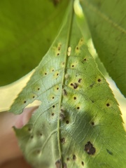 Caryomyia albipilosa