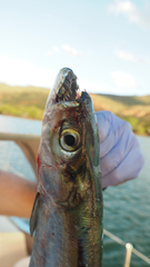 Chirocentrus