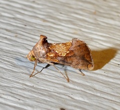 Argyrogramma verruca