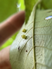 Caryomyia leviglobus