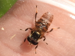 Copestylum tamaulipanum