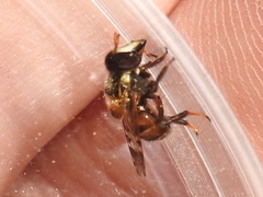 Copestylum tamaulipanum