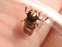 Copestylum tamaulipanum