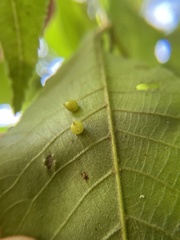 Caryomyia leviglobus