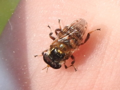 Copestylum tamaulipanum