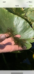 Ceratophyllum demersum