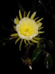 Selenicereus undatus