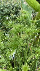 Cyperus papyrus