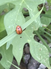 Chelymorpha phytophagica