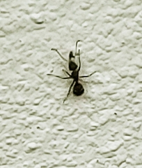 Camponotus planatus