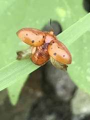 Chelymorpha phytophagica