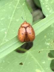 Chelymorpha phytophagica