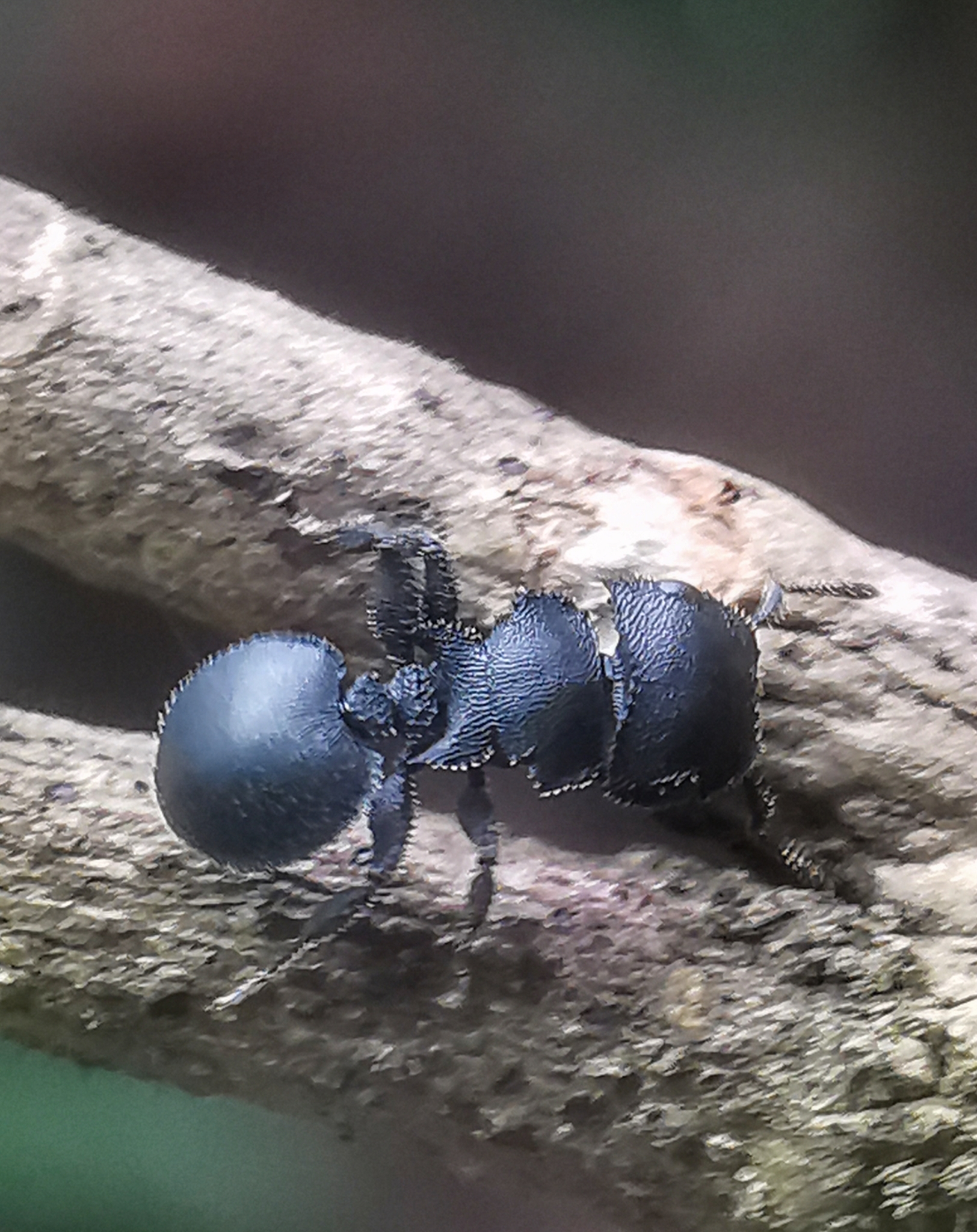 Cataulacus latissimus