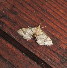 Metasia ophialis