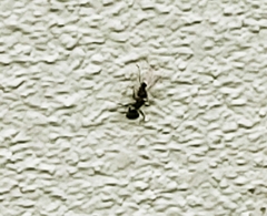 Camponotus planatus