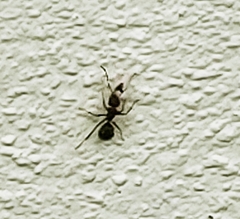 Camponotus planatus