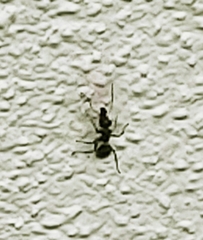 Camponotus planatus
