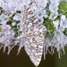 photo of Swan Plant Flower Moth (Glyphodes onychinalis)