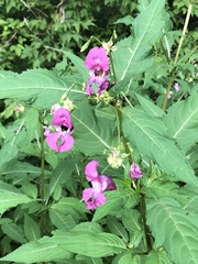 Impatiens glandulifera