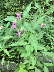 Impatiens glandulifera