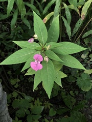 Impatiens glandulifera