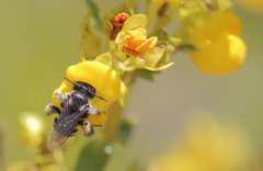 Chalepogenus herbsti