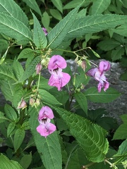 Impatiens glandulifera