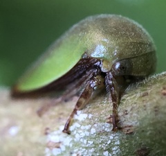 Hebetica sylviae