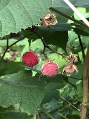 Rubus odoratus