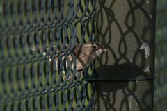 Ammodramus humeralis