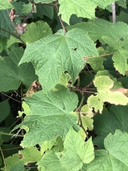 Rubus odoratus