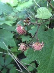 Rubus odoratus