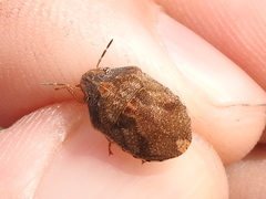 Sphyrocoris obliquus