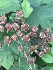 Rubus odoratus